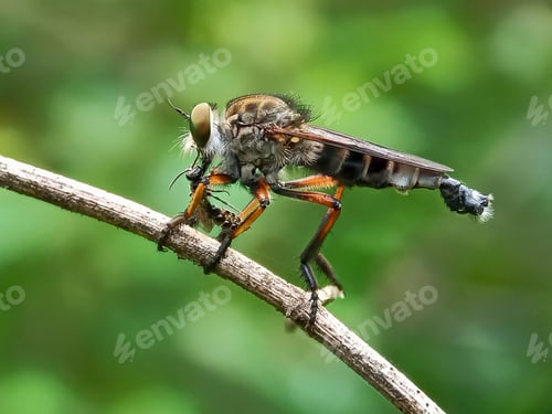 Preview: Robberfly
