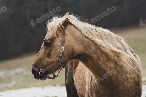 Preview: Lightbrown horse with blonde forelock