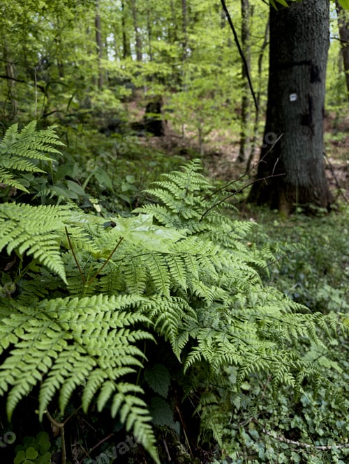 Preview: Lush fern bush surrounded by dense forest vegetation