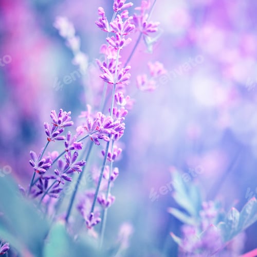 Preview: Lavender flower field, image for natural background, selective f