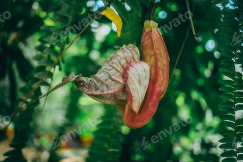 Preview: Vibrant Spathodea plant with uniquely shaped and colored leaves