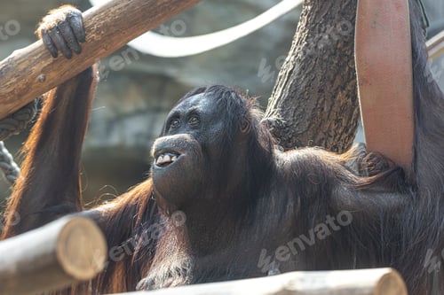 Preview: Funny monkey with a funny smile in the zoo.