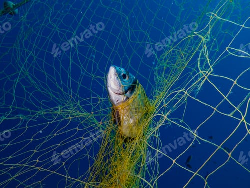 Preview: Ghost nets kill marine life