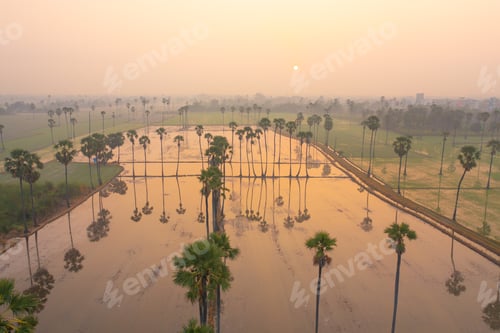 Preview: Fresh paddy rice, green agricultural field in countryside or rural area in Asia. Nature landscape.