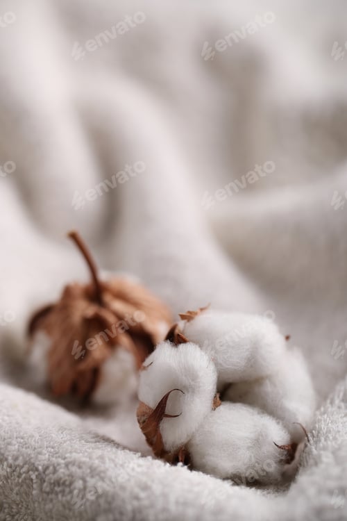 Preview: Cotton flower