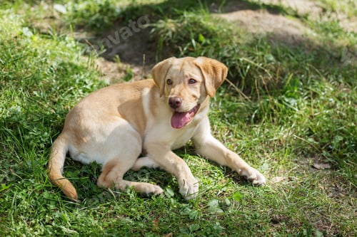 Preview: Active, smile and happy purebred labrador retriever dog outdoors in grass park on summer day.