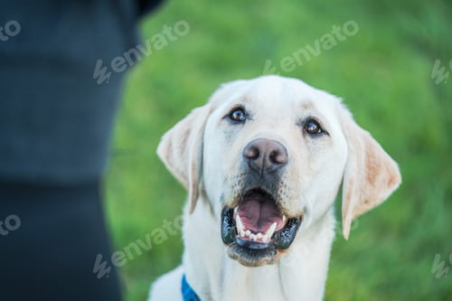 Preview: Adorable labrador dog on a field