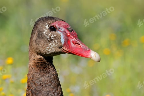 Preview: Spur-winged goose portrait