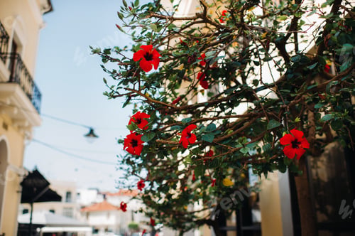 Preview: A flowering tree in the old city of Zakynthos. Flowers in a city on the island of Zakynthos
