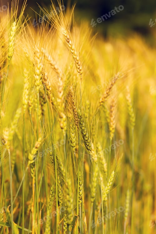 Preview: Barley Field in Sunset
