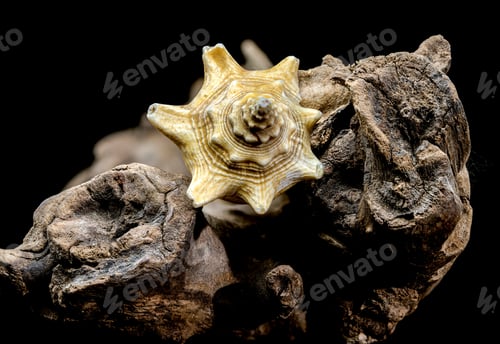 Preview: Strombus pugilis Shell on Driftwood with Black Background