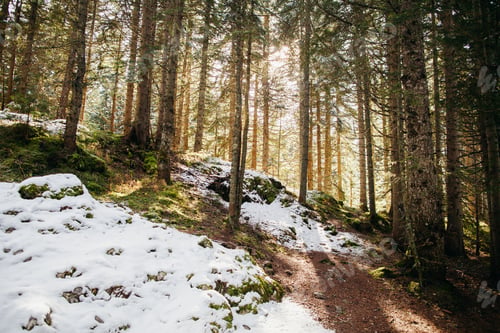 Preview: snowy pine forest with sunlight