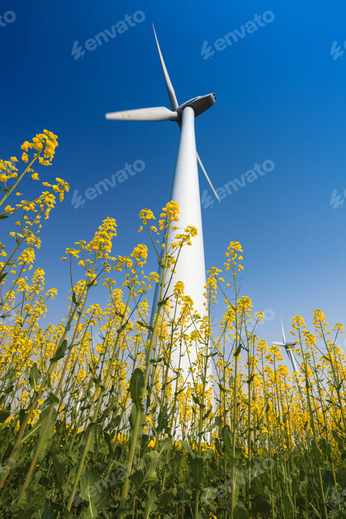 Preview: wind turbines in rapeseed field