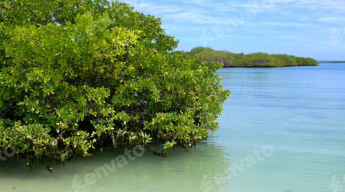 Preview: Mangrove, Galápagos National Park, Ecuador