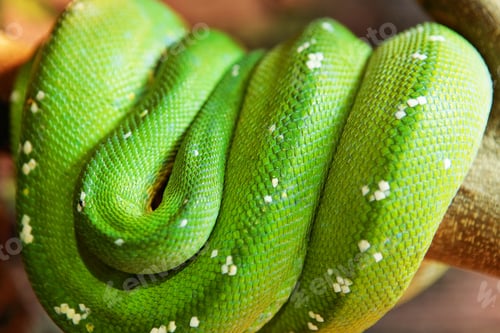 Preview: green snake