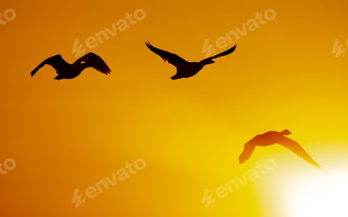 Preview: Snow Geese at Sunrise