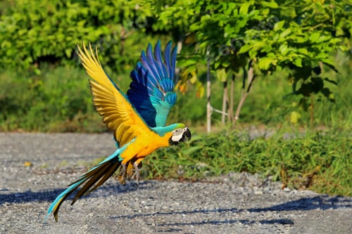 Preview: bird, parrot, Scarlet, Macaw, flying