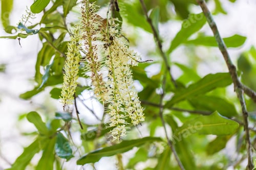 Preview: Macadamia nuts ready for harvesting