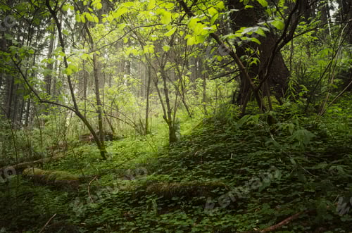 Preview: Green environment background