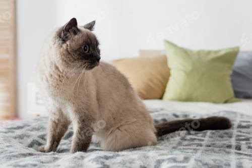 Preview: fluffy cat sitting on bed near blurred pillows