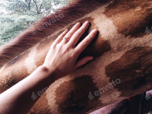 Preview: Hand stroking giraffes neck