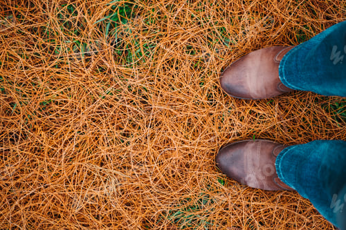 Preview: orange thin foliage on the ground with brown shoes