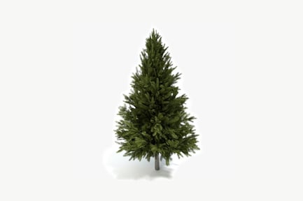 Preview: Conical conifer with dense foliage