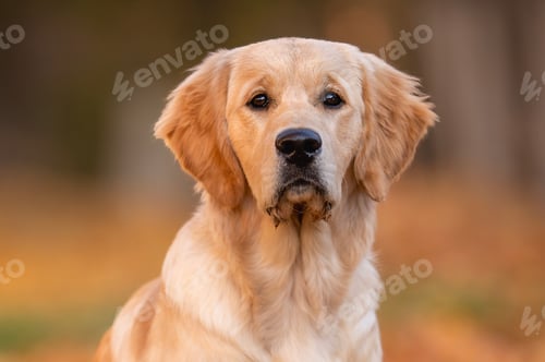 Preview: close up portrait beautiful dog golden retriever labrador in autumn in nature at sunset