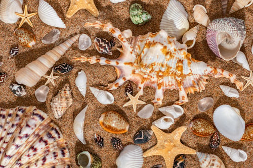 Preview: Seashell background, lots of amazing sea shells and starfishes.