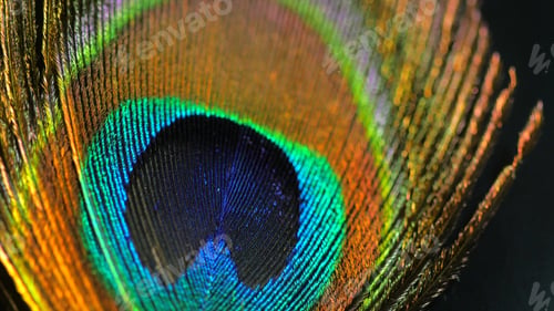 Preview: Beautiful peacock feather