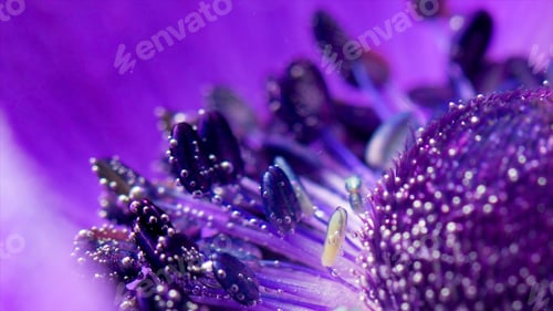 Preview: Extreme close up of an unusual lilac flower plunged underwater with the bubbles of air. Stock
