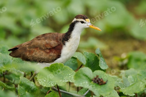 Preview: Juvenile northern jacana surrounded by lush green foliage.