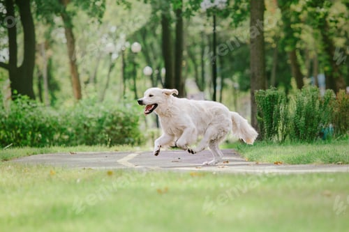 Preview: Golden Retriever dog at the park. Dog smilimg. Cute furry pet outdoor. Cute dog and good f