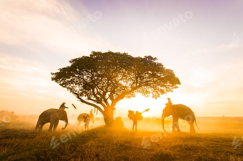 Preview: Elephants at sunrise in Thailand