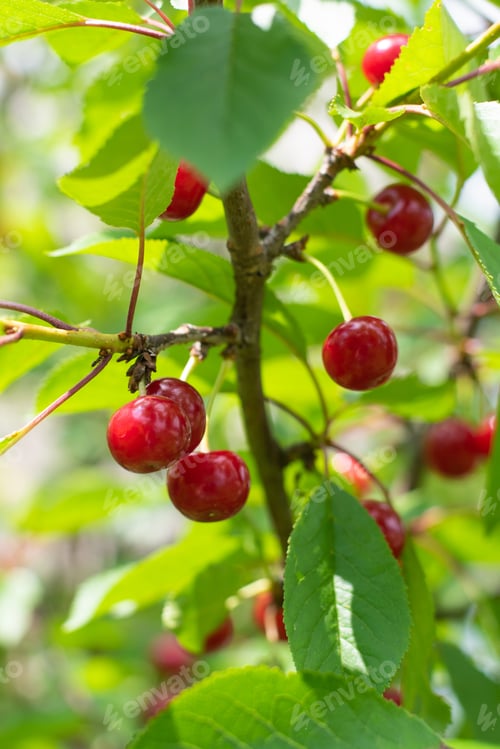 Preview: Cherries hanging on a cherry tree branch.