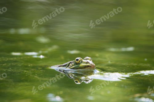 Preview: Closeup shot of a frog in the green water. Frog swimming in the sea