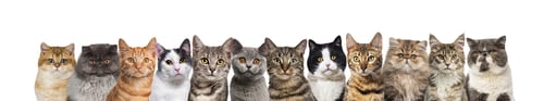 Preview: Large group of cats together in a row looking at the camera isolated on white