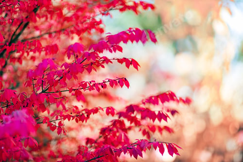 Preview: Colorful tree leaves in autumn