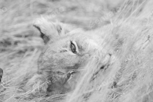 Preview: Close up of a Lion's cub head.