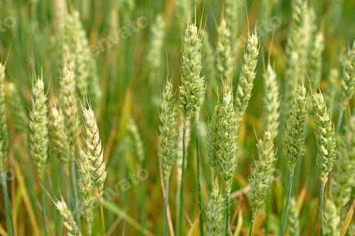 Preview: Unripe green wheat ears in field during summer