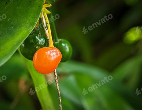Preview: Closeup orange and green fruit on a tree