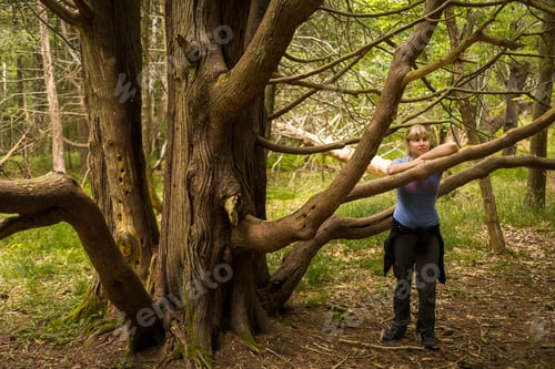 Preview: Mid adult woman leaning against tree branch in forest, Maine, USA
