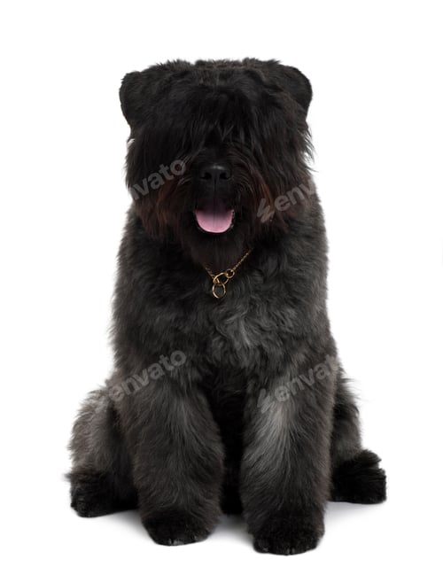 Preview: Bouvier des Flandres dog sitting in front of white background
