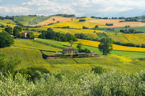 Preview: Rural landscape near Mogliano, Marches, Italy