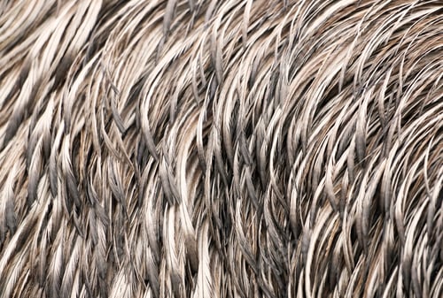 Preview: Detailed closeup of the plumage of an emu, bird feathers as a background