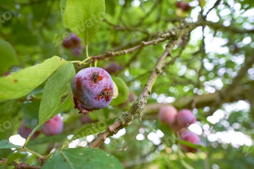 Preview: Plum and wasp