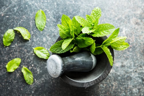 Preview: Branch mint leaves.