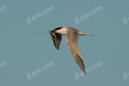 Preview: Sandwich tern (Thalasseus sandvicensis)