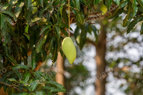 Preview: Green mango hanging, mango field, mango farm. Agricultural concept, Agricultural industry concept.