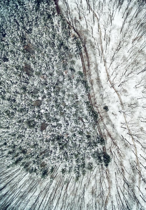 Preview: Forest In Winter From Above